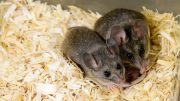 The California mouse is used as a model for examining parental behaviors because they are monogamous and, much like humans, both male and female partners contribute to neonatal-rearing. 