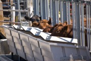 Cows eat at a special bunk, or trough, that records how much they eat and how long they stand at the bunk. MU Research Monty Kerley says that if farmers can selectively breed cattle, they could cut their feed costs by as much as 40 percent.