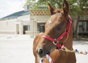 Stormy, a young foal, was successfully treated for Rhodococcus equi at the MU College of Veterinary Medicine. Philip Johnson cautions foal owners to remain vigilant for signs of the disease.