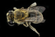 A goldenrod cellophane bee, which is native to North America.