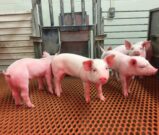 TGEV-resistant pigs