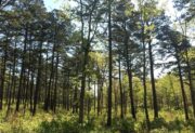 Pine woodland
